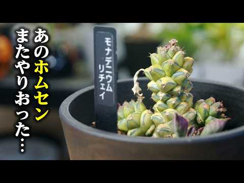 プレーン・デ・サーブルのエリオトリクス・リコポディオイデス。