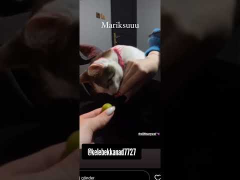 Elif'in elindeki yüzük dikkat çekti. Akıllara nişanlandı mı sorusunu getirdi. #kısmetseoluraşkıngücü