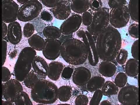 Les lames minces en géologie