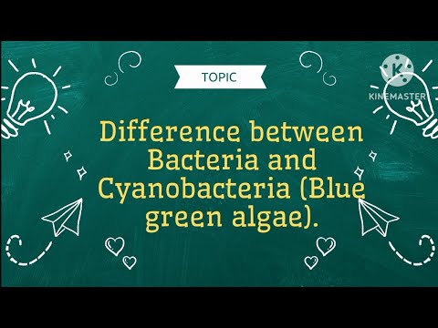 Difference between Bacteria and Cyanobacteria
