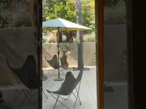 | I can't get up dad  | #Cute , #Loveable  and #Funnypets #Shorts|Ep 248