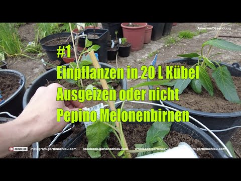 , title : 'Einpflanzen in 20 L Kübel - Ausgeizen oder nicht - Pepino Melonenbirnen #1 // Gartenschlau.com'