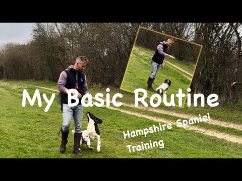 Gundog Training: The Basics
