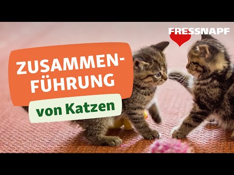 Vergesellschaftung von Katzen: So klappt die Zusammenführung