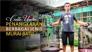 Download lagu Penangkaran Berbagai Jenis Burung Murai Batu Terbesar di Payakumbuh – Cara Ternak Murai Batu mp3