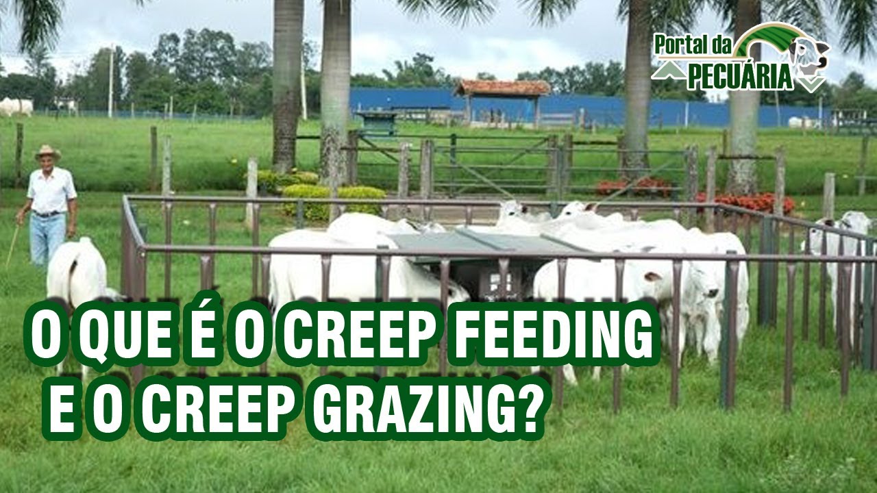 O que é o creep feeding e o creep grazing?