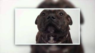 Pet Portraits at Noah's Ark Pet Shop