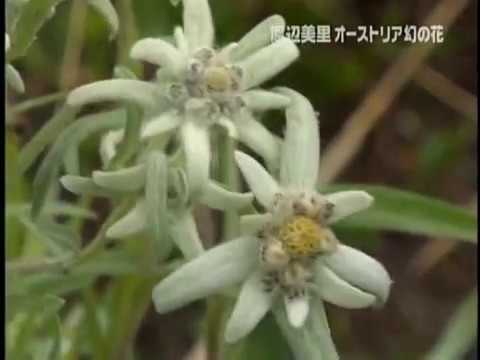 アルパインエーデルワイス 植物