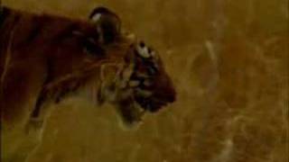 In the Wild: Tigress attacks Elephant ( Good Quality )