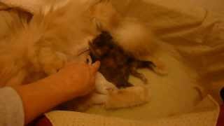 preview picture of video 'Day 6 of Primrose's Rare Tortoiseshell Persian Himalayan Newborn Litter - March 11 2014'