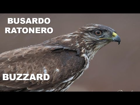BUSARDO RATONERO | BUZZARD | Buteo buteo