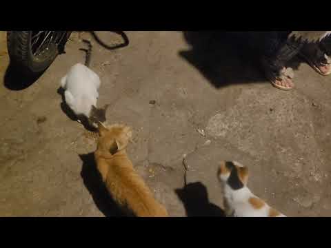 Night cat feeding video ♥️ #Christian village ❤️#👍,share, comment, FOLLOW ♥️