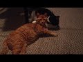 Orange Tabby Tuxedo Cat Grooming Session
