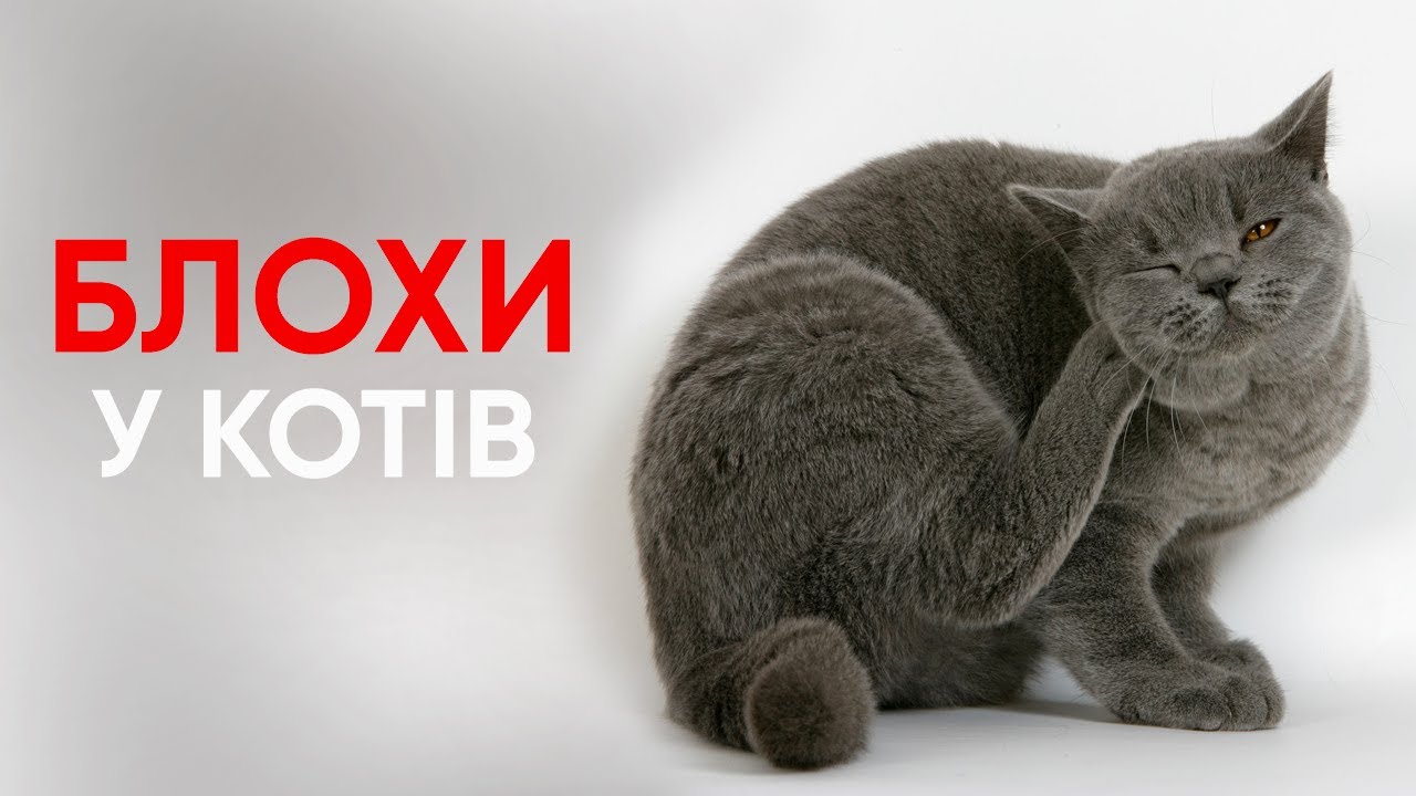 YouTube video preview