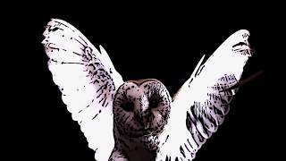 Noceur Pneuma - Zahidem (Music Video)