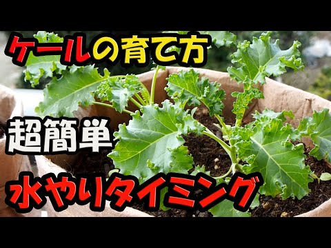ケール 植物