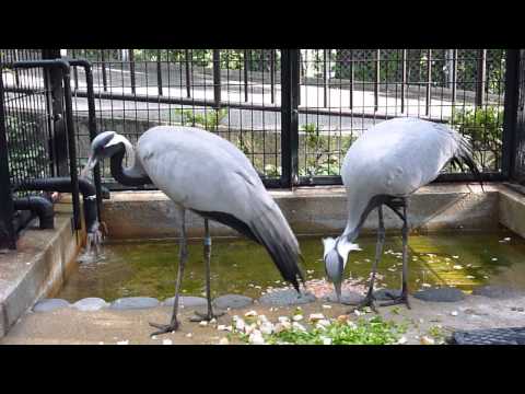 アネハヅル (Anthropoides virgo)