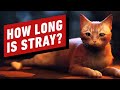 How Long Is Stray?
