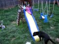 Cookie Trying To Go Up The Slide