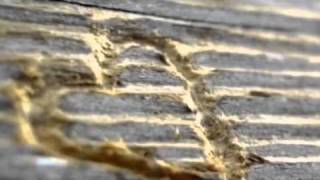 "Querida" Alacranes Musical