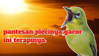 Download lagu putar ini dan rasakan - pancingan pleci gacor mp3