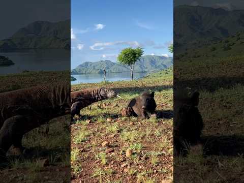 Komodo eating a pig alive