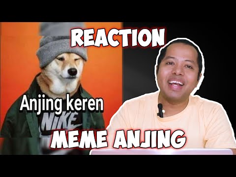 semua-tentang-anjing-reaction-meme-kocak