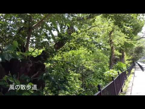 【Slow motion & silent video】風の散歩道からのぞむ玉川上水