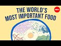Why is rice so popular? - Carolyn Beans