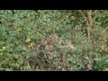 Fieldsports Britain - Mark Gilchrist on camouflage + George Digweed on long shots