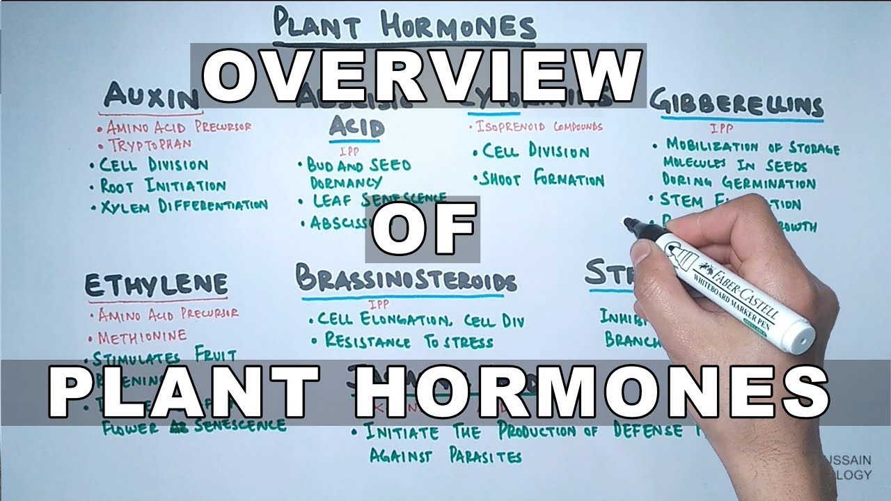 Plant Hormones | Types and Functions - YouTube
