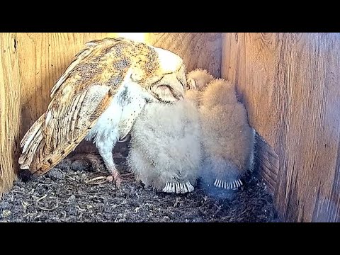 So precious: Barn Owl mother preens her fluffy babies feathers while they rest.