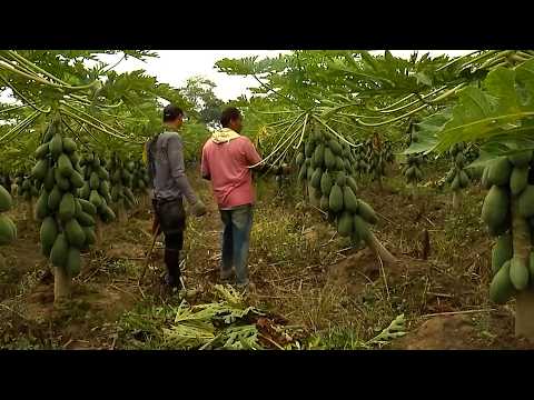 PAPAYA  AGROFUTURO   FUENTE DE ORO   PUERTO SANTANDER
