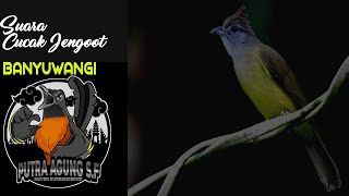 Download lagu Cucak Jenggot Banyuwangi besetan Tajam (Pakai Jeda) mp3 Download lagu Cucak Jenggot Banyuwangi besetan Tajam (Pakai Jeda) mp3