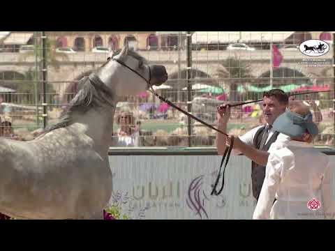 N 118 HL EL GANADOR   Mediterranean and Arab Countries AHC   Menton 2022   Stallions 4 7 Years Old C