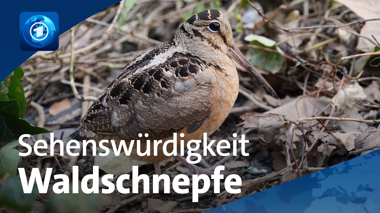 Warum New York im Vogel-Hype steckt