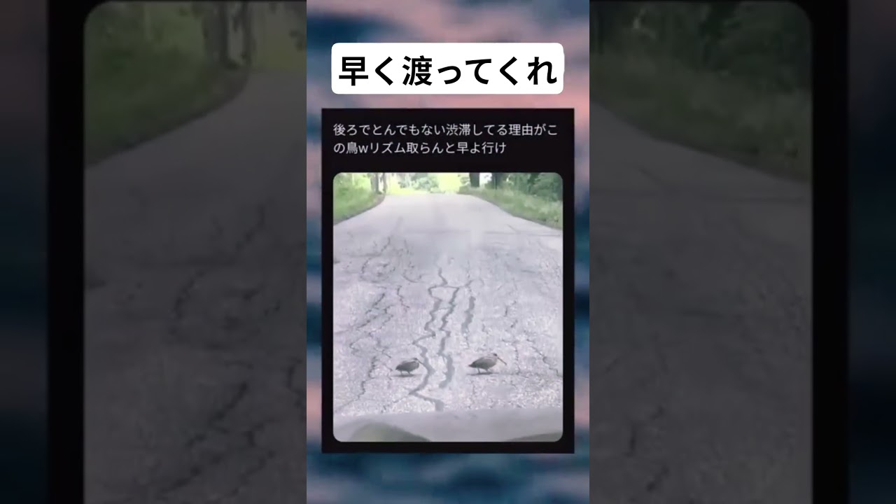 ノリノリで歩く鳥さん#面白い #おもしろ #tiktok #Twitter