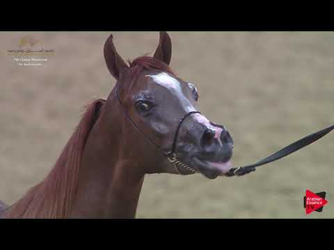 N.171 HAMAM FK - 2019 Qatar Individuals - Colts 2 Years Old (Class 5B) .mp4