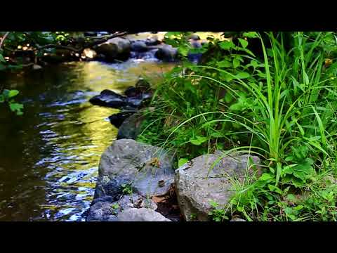 NO ADS || Three Hours of Babbling Brook Sounds || Soothing Bubbles || Sleep, Work, Study