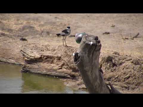 Djuma: Blacksmith Lapwing chick(35 days old) - 13:31 - 10/03/18