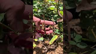 Download lagu Tips for Roses to Flower Every Month #tips #roses #flowering #blooming #healthy #rose #care #keta... mp3