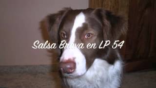 Salsa Brava en LP 54 - La verdad - Johnny Sedes