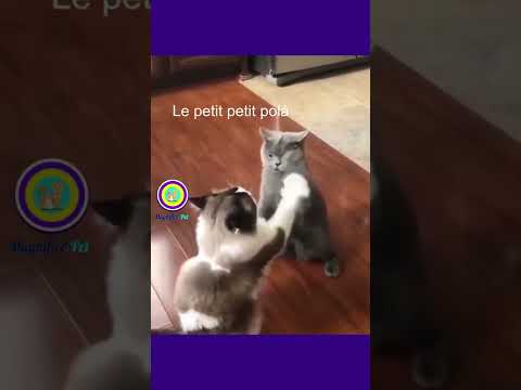 Gatos brincando de Adoleta até que isso aconteceu... 😂😂😂 #shorts