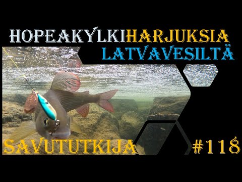 Upeita harjuksia latvavesiltä Ruotsin lapista