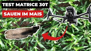 Die Sauen sind schon im Mais! DJI Matrice 30T über dem Mais getestet!