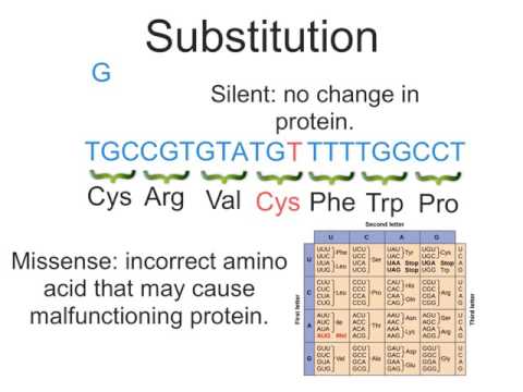 HW 28 Protein Synthesis