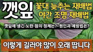 깻잎 이렇게 길러야 많이 오래 땁니다 꽃대 늦추는 방법. 야간 조명 재배법. 깻잎에 생긴 노란 점의 정체는?…