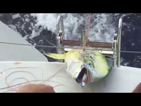 58-Inch Mahi Mahi Caught on New Zuri, Lagoon 450S, During Maiden Voyage