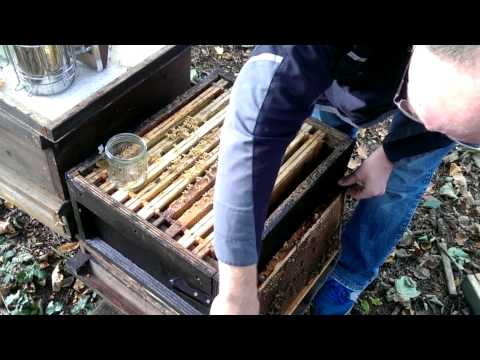 Wie auch als das Ekzem auf den Fingern der Hände zu behandeln Die Schuppenflechte die fertile Funktion