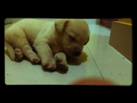 My labroder puppy tinku